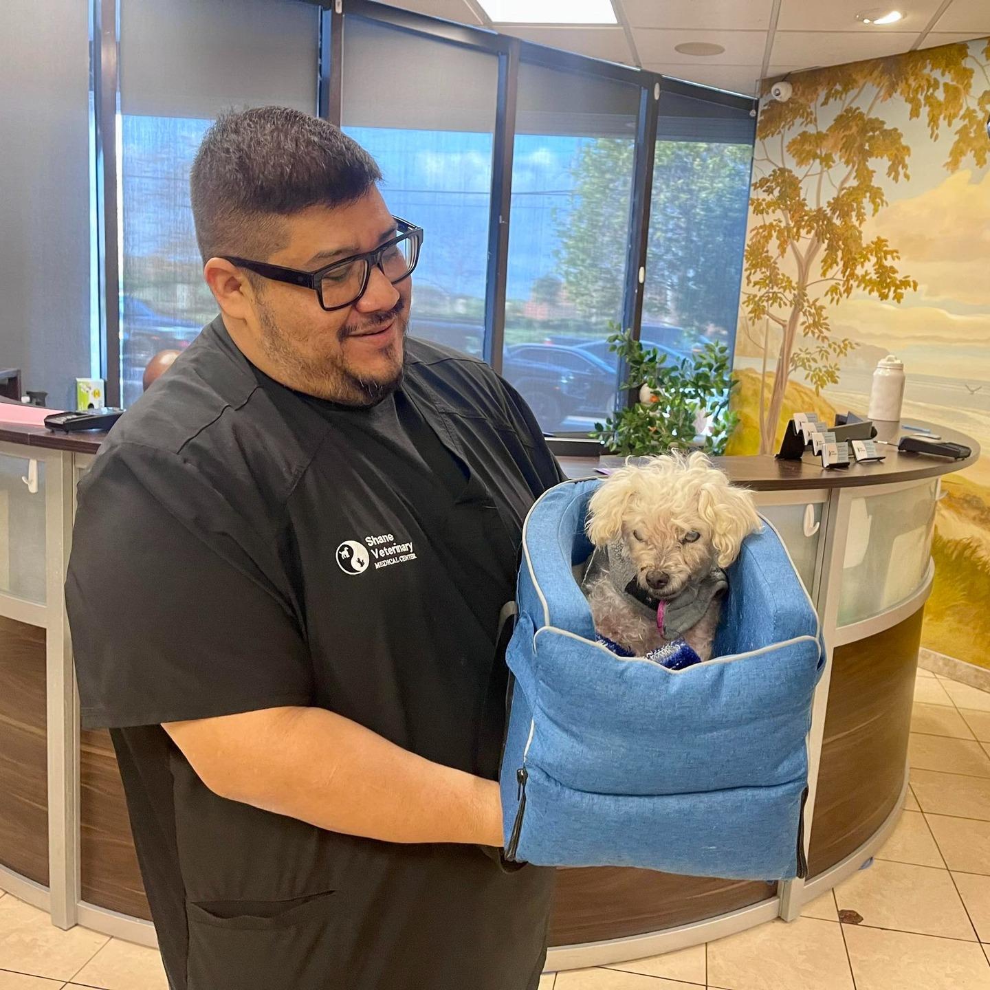 Enlarge Sarah Bernhardt, a ADOPTABLE Miniature Poodle in Malibu, CA image 4/4