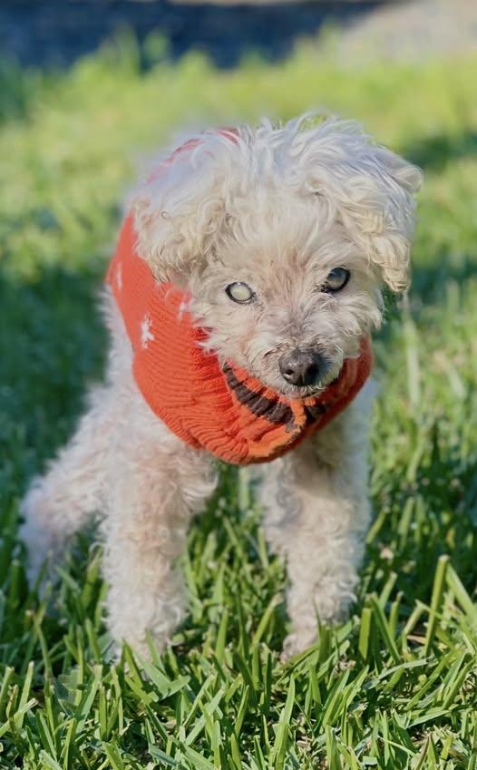 Sarah Bernhardt, ADOPTABLE, Senior Female Miniature Poodle.