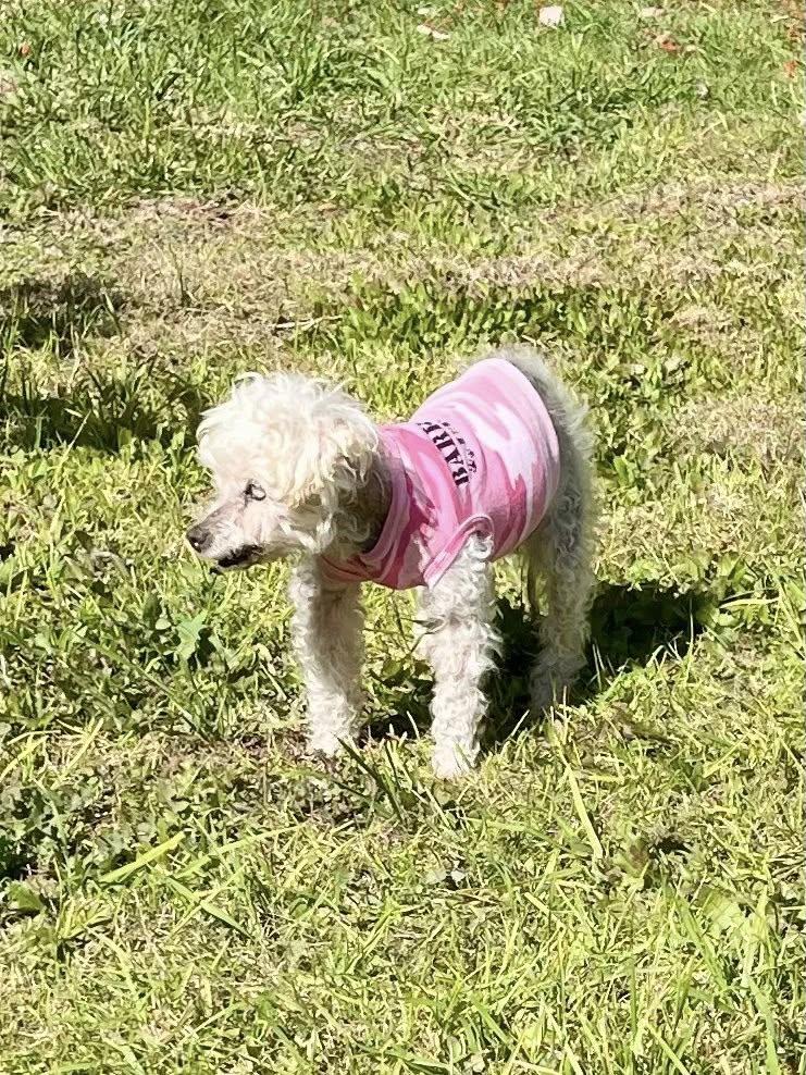 Enlarge Sarah Bernhardt, a ADOPTABLE Miniature Poodle in Malibu, CA image 3/4