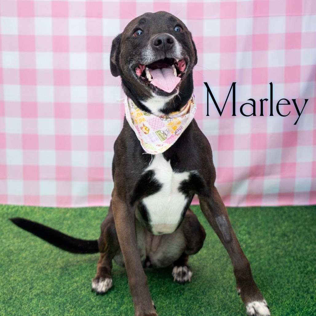 Marley, a Adoptable mixed breed in Parkersburg, WV image 1/6