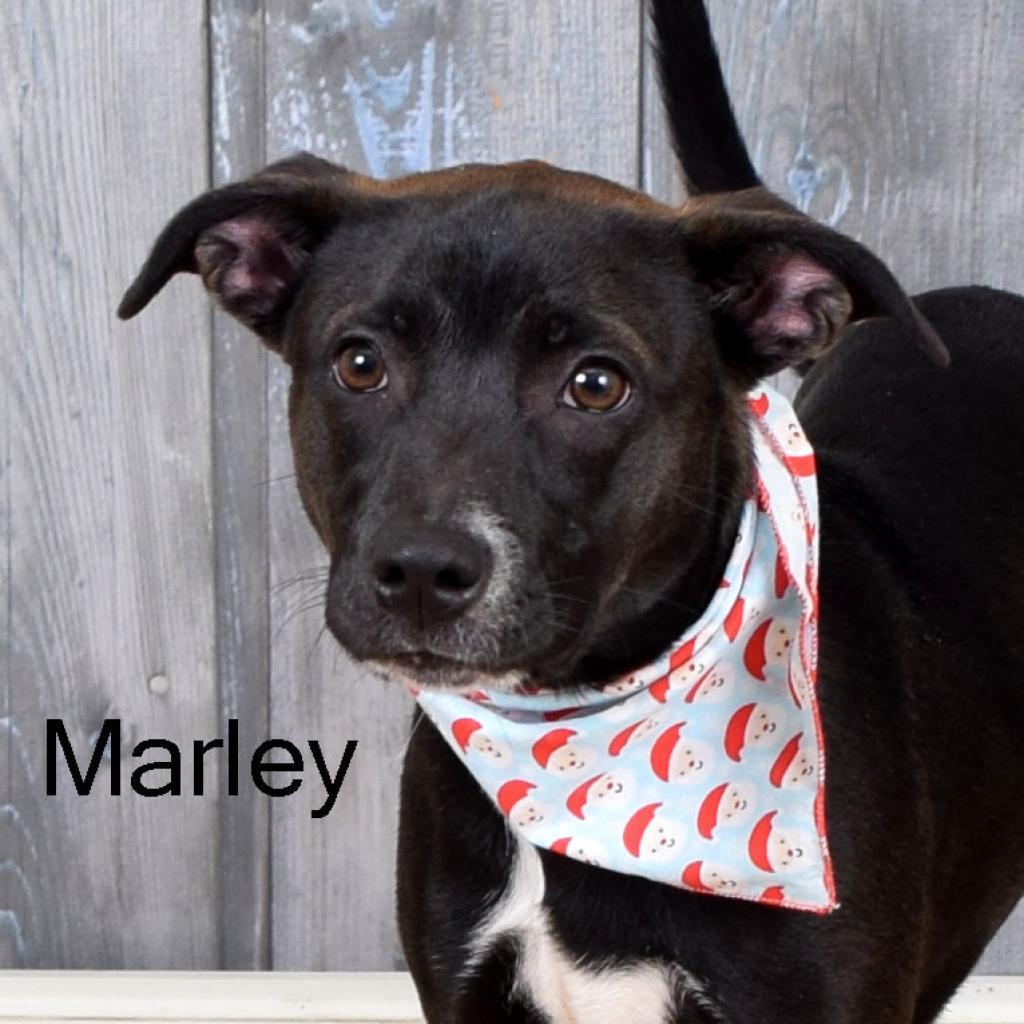 Marley, a Adoptable mixed breed in Parkersburg, WV image 2/6