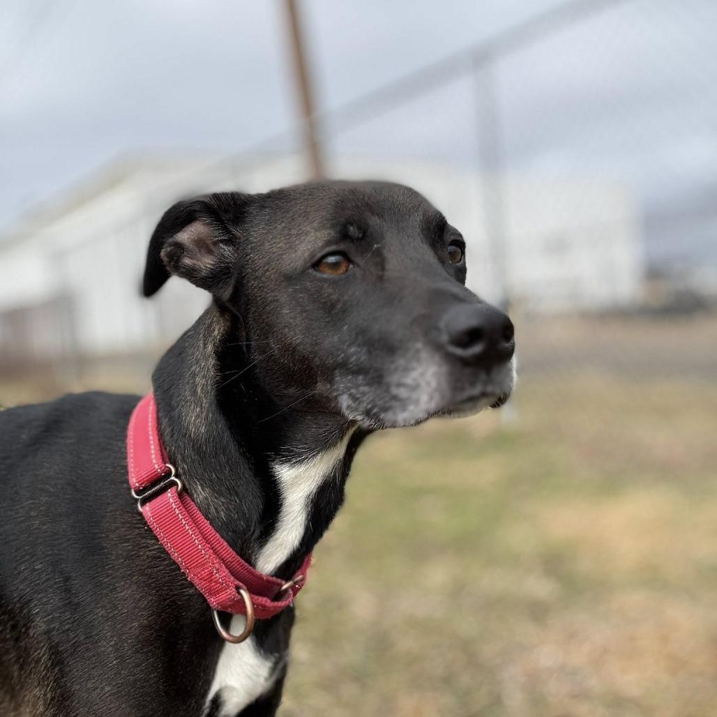 Marley, a Adoptable mixed breed in Parkersburg, WV image 3/6