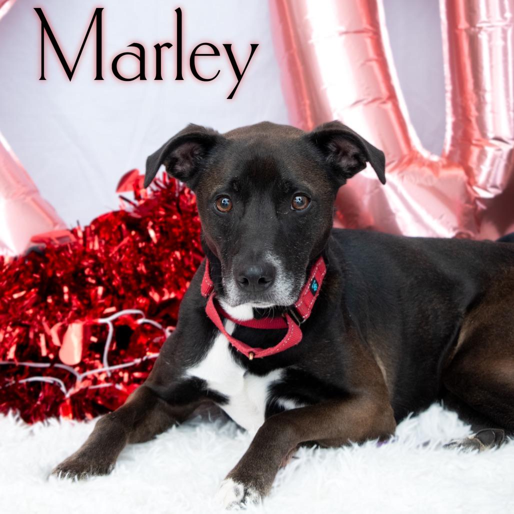 Marley, a Adoptable mixed breed in Parkersburg, WV image 4/6