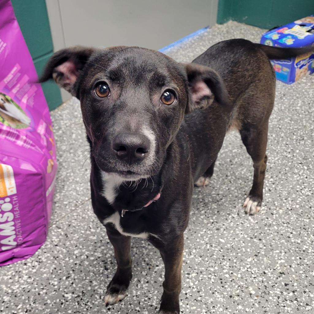 Marley, a Adoptable mixed breed in Parkersburg, WV image 5/6