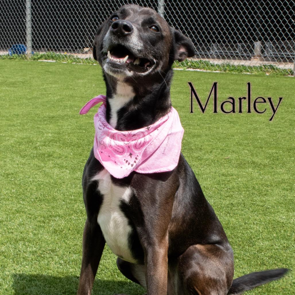 Enlarge Marley, a Adoptable mixed breed in Parkersburg, WV image 5/6