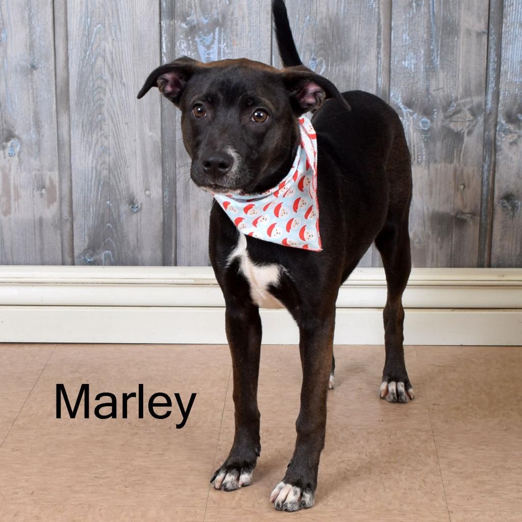 Marley, a Adoptable mixed breed in Parkersburg, WV image 6/6