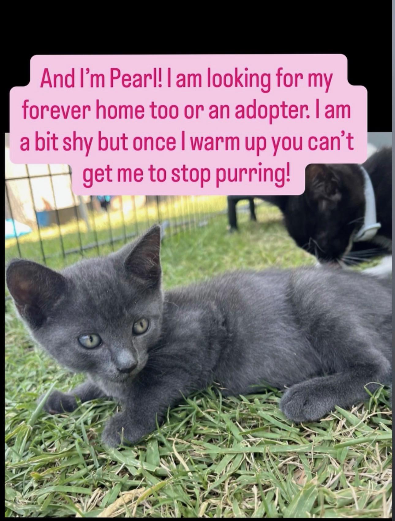 Enlarge Pearl, a Adopted Domestic Short Hair in Fullerton, CA image 1/1