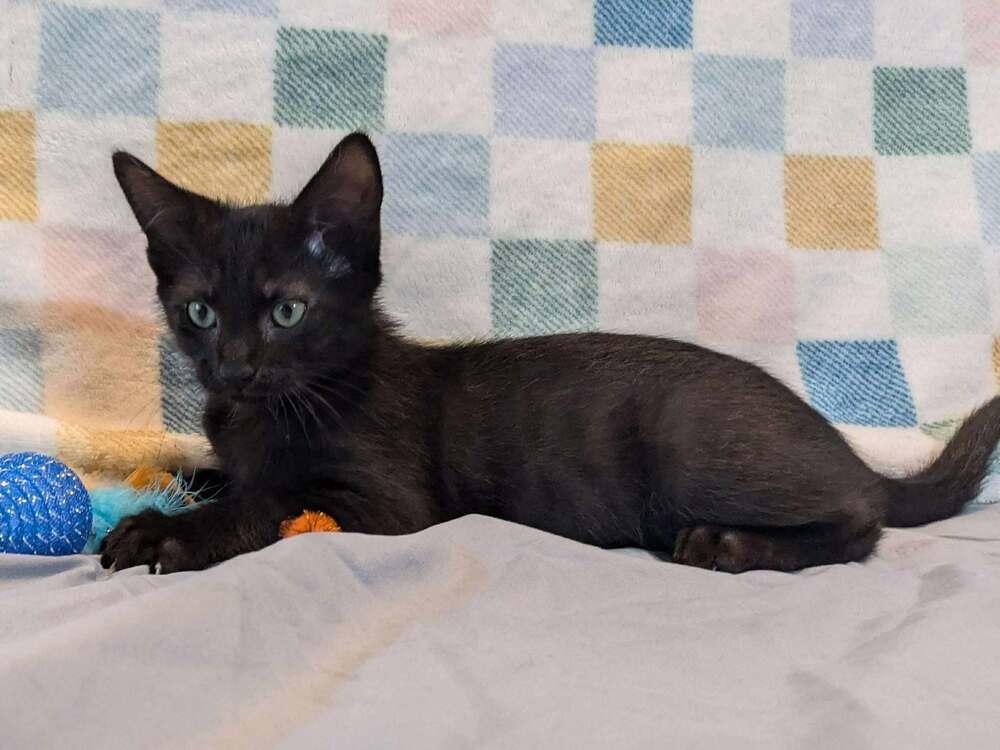 LeStat, Adoptable, Kitten Male Domestic Short Hair.
