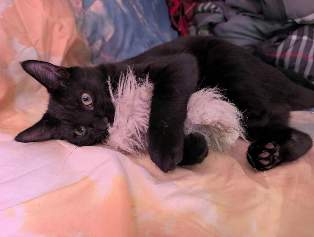 LeStat, a Adoptable mixed breed in WARNER ROBINS, GA image 2/6