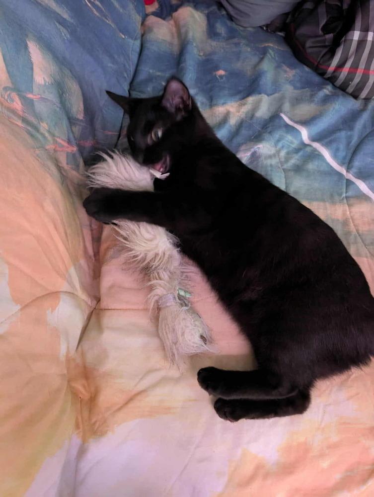 LeStat, a Adoptable mixed breed in WARNER ROBINS, GA image 3/6