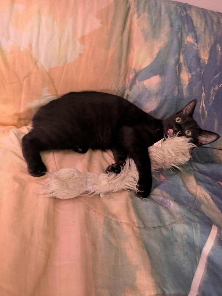 LeStat, a Adoptable mixed breed in WARNER ROBINS, GA image 4/6