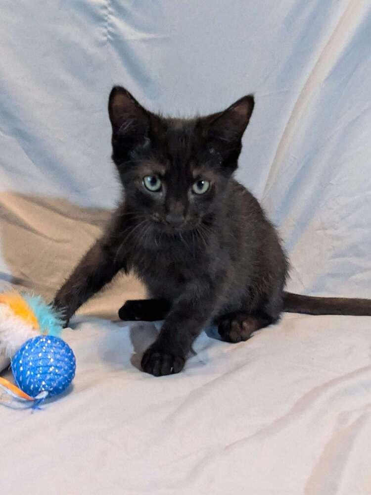 LeStat, a Adoptable mixed breed in WARNER ROBINS, GA image 5/6