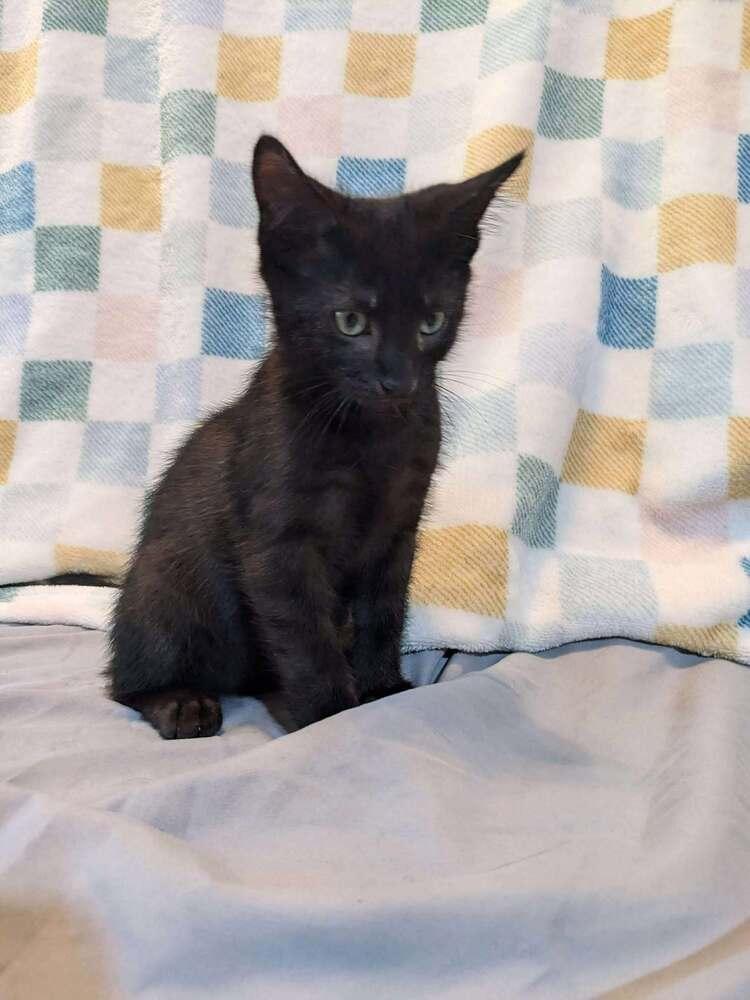 LeStat, a Adoptable mixed breed in WARNER ROBINS, GA image 6/6