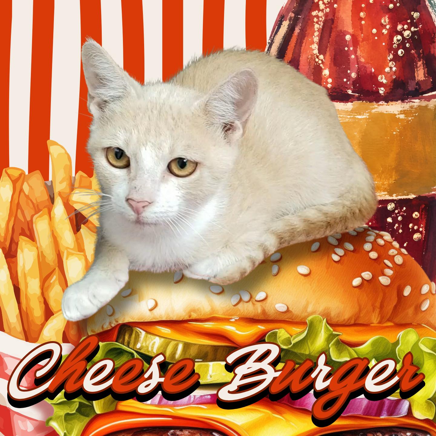 Enlarge Cheese Burger, a Adoptable Domestic Short Hair in Aransas Pass, TX image 2/2