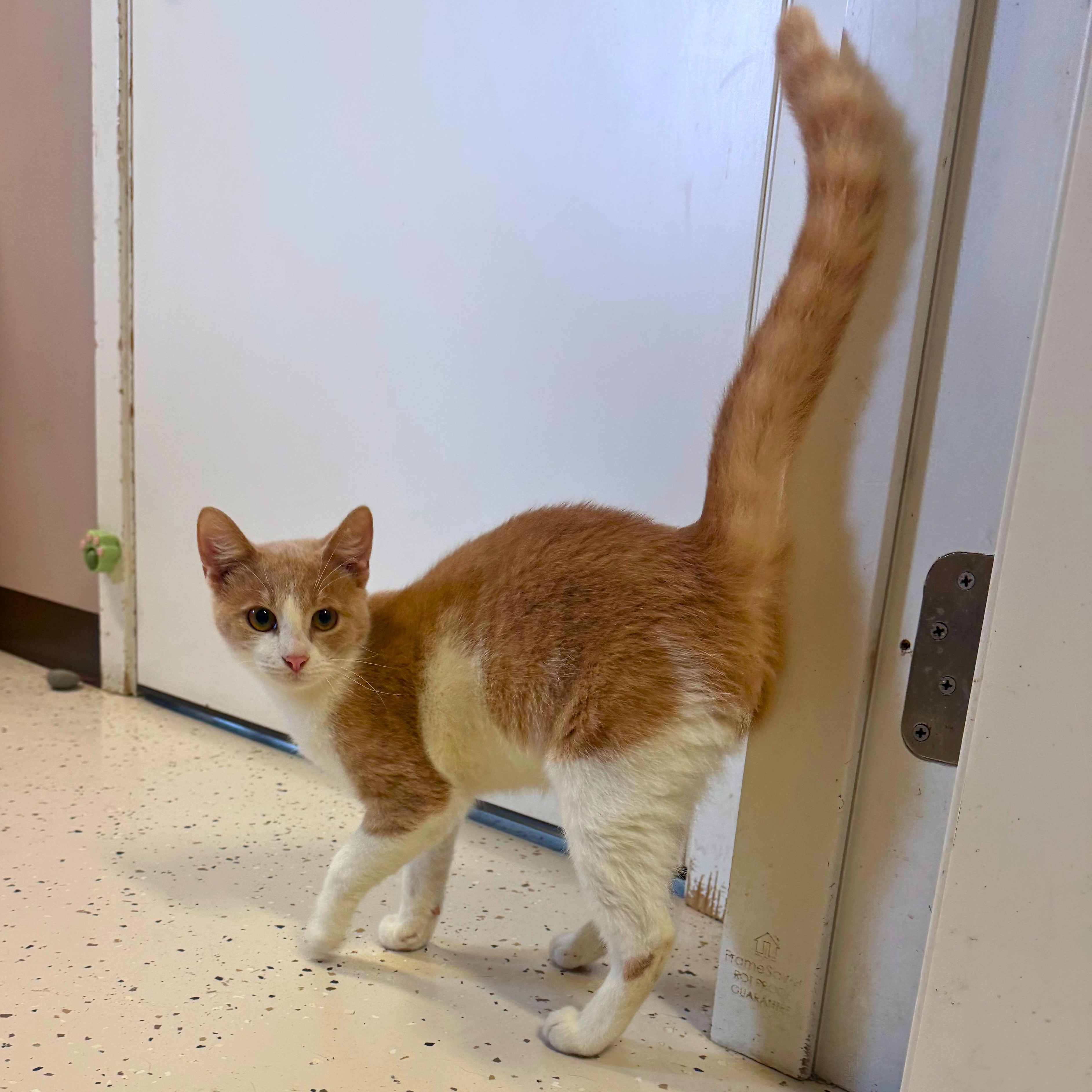 Cheese Burger, Adoptable, Young Male Domestic Short Hair.