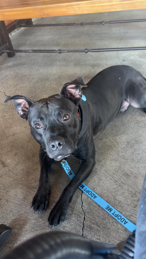 Shadow, Adoptable, Young Male Pit Bull Terrier & Pit Bull Terrier.