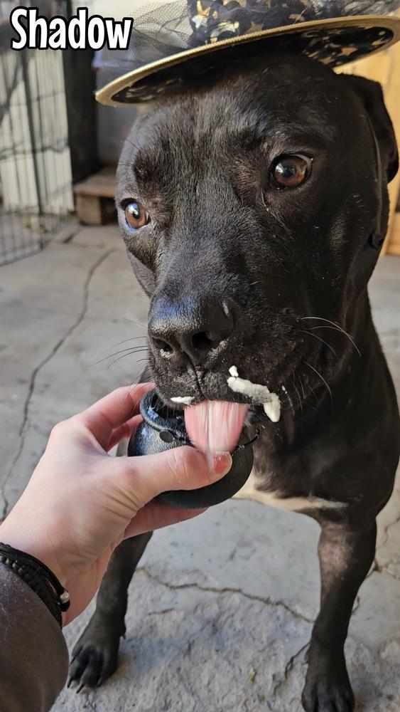 Shadow, Adoptable, Puppy Male Labrador Retriever & Pit Bull Terrier.