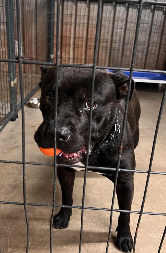 Enlarge Shadow, a Adoptable mixed breed in TULSA, OK image 2/6