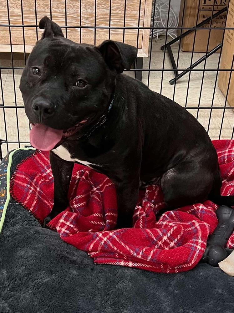 Enlarge Shadow, a Adoptable mixed breed in TULSA, OK image 3/6