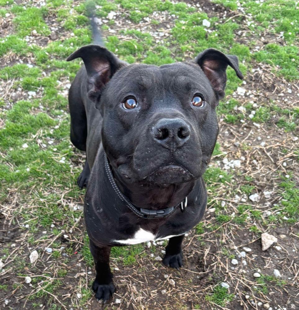 Enlarge Shadow, a Adoptable mixed breed in TULSA, OK image 4/6
