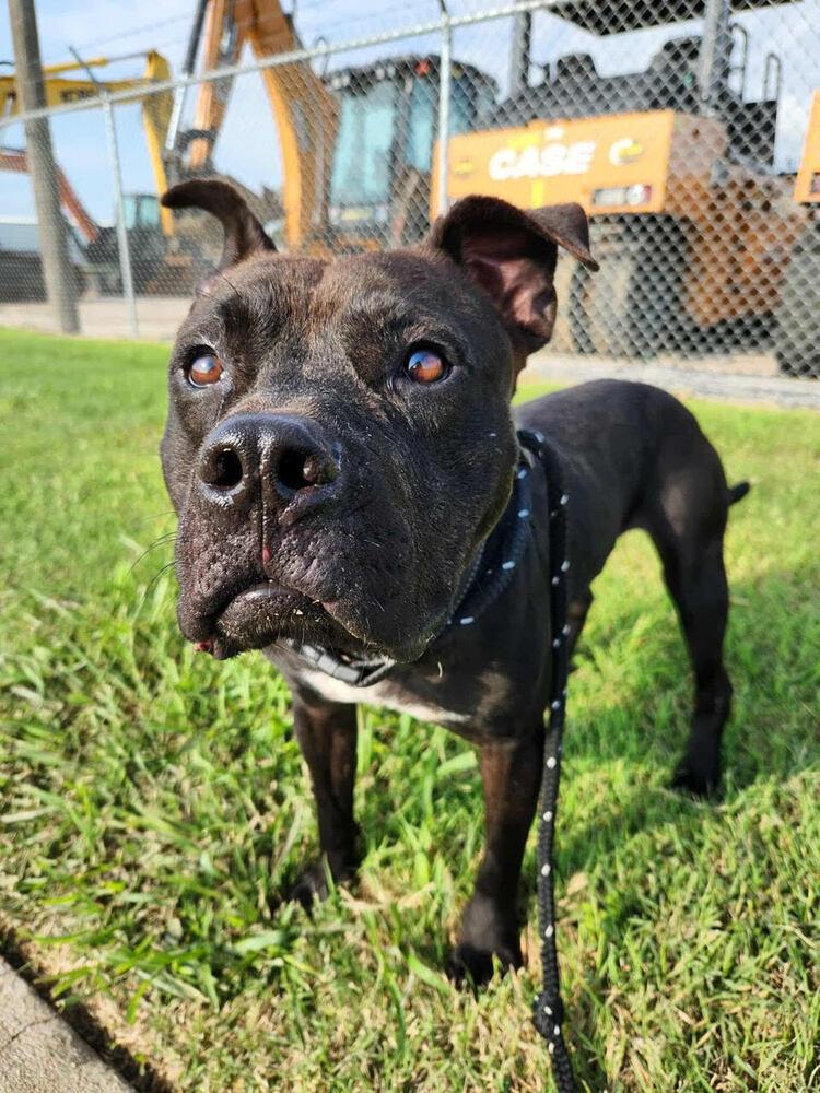 Shadow, a Adoptable mixed breed in TULSA, OK image 4/6