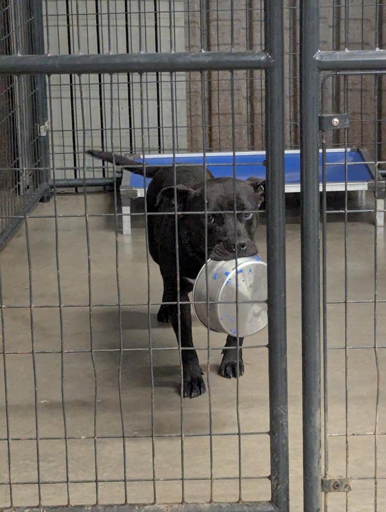 Enlarge Shadow, a Adoptable mixed breed in TULSA, OK image 5/6