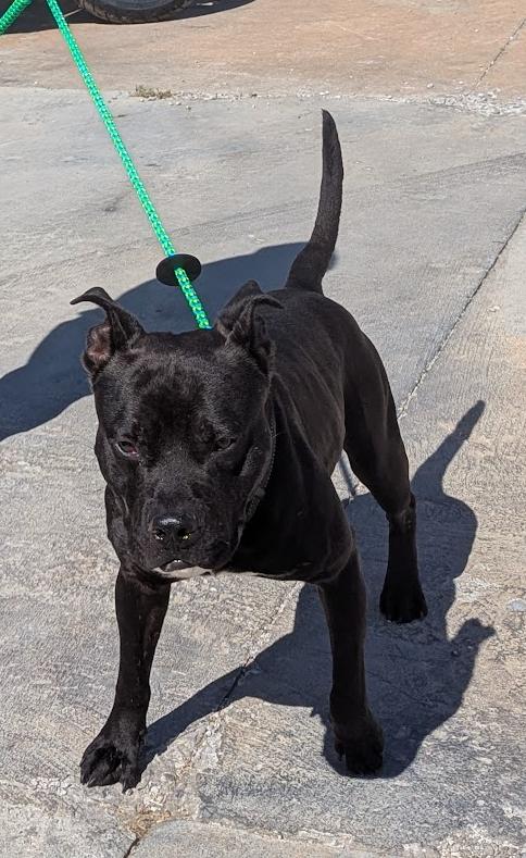Enlarge Shadow, a Adoptable mixed breed in TULSA, OK image 6/6