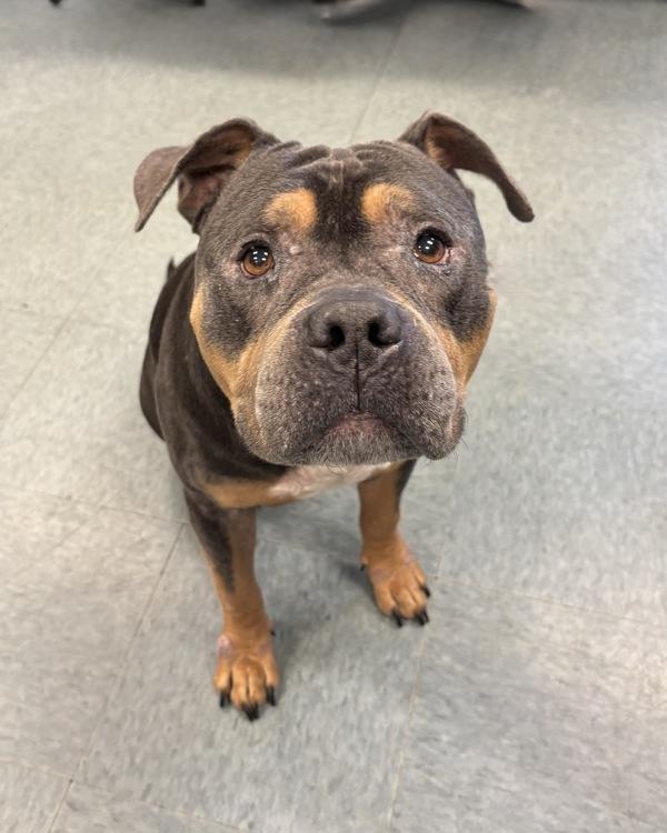 Jax, Adoptable, Senior Male Pit Bull Terrier.