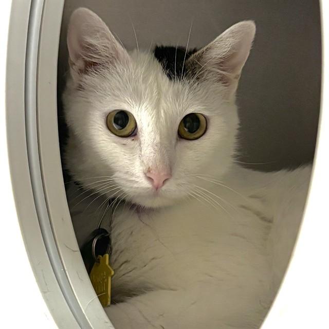 Enlarge ROBIN, a Adoptable Domestic Short Hair in St. Louis, MO image 1/1