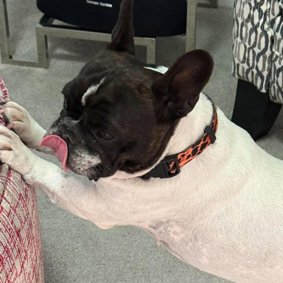 Enlarge Chanel, a Adoptable mixed breed in Calgary, AB image 5/6