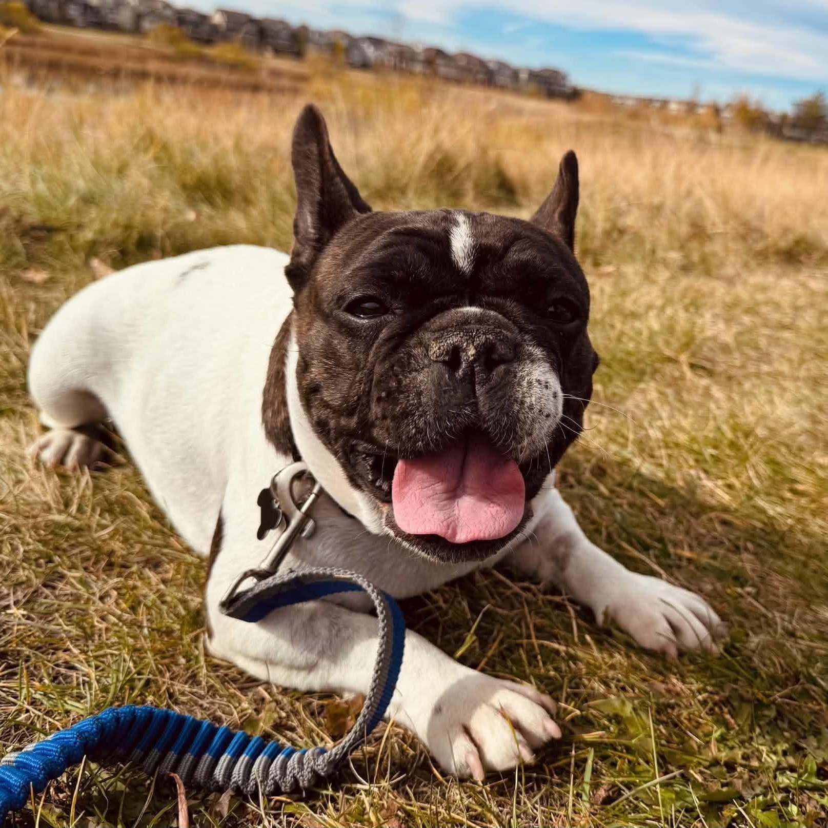 Enlarge Chanel, a Adoptable mixed breed in Calgary, AB image 2/6