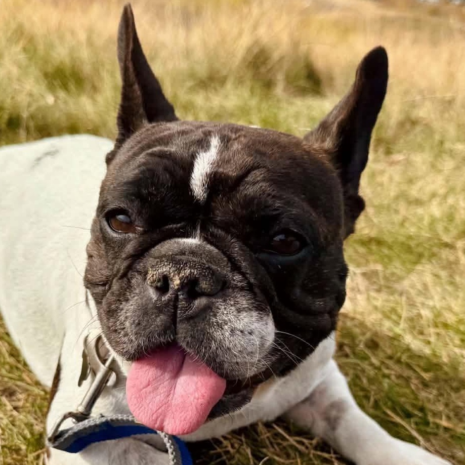 Chanel, Adoptable, Adult Female French Bulldog.