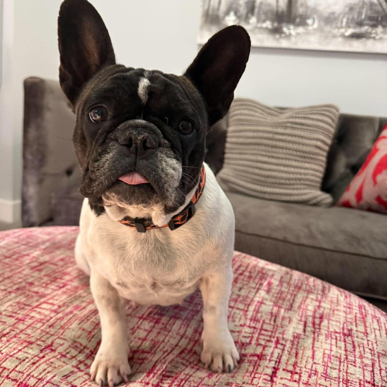 Enlarge Chanel, a Adoptable mixed breed in Calgary, AB image 6/6