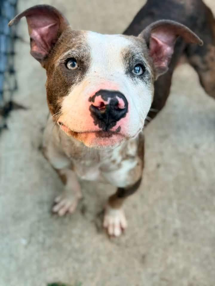 Enlarge Wharton, a ADOPTABLE Pit Bull Terrier in Chicago, IL image 2/6