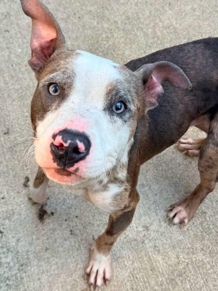 Wharton, ADOPTABLE, Adult Male Pit Bull Terrier.