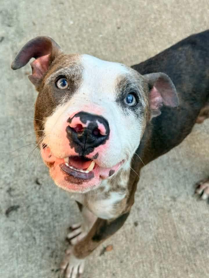 Enlarge Wharton, a ADOPTABLE Pit Bull Terrier in Chicago, IL image 4/6