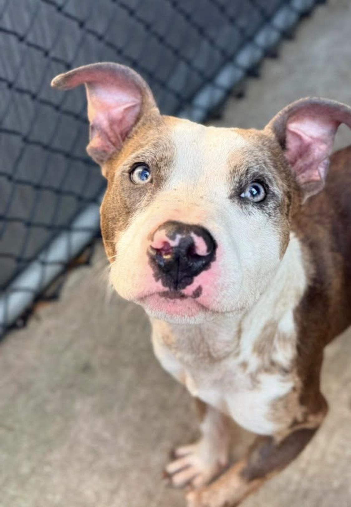 Enlarge Wharton, a ADOPTABLE Pit Bull Terrier in Chicago, IL image 3/6