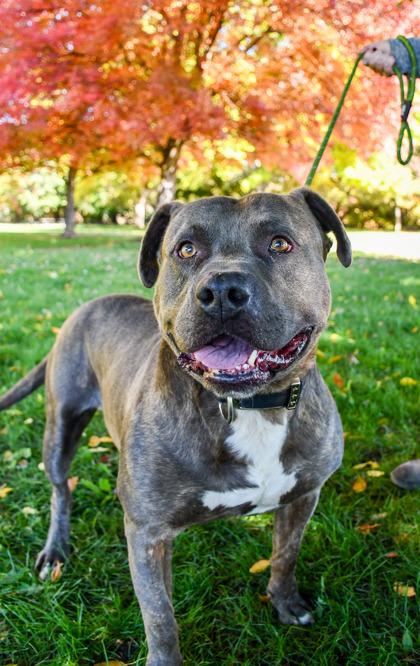 Enlarge Zeus, a Adoptable mixed breed in Yakima, WA image 1/3