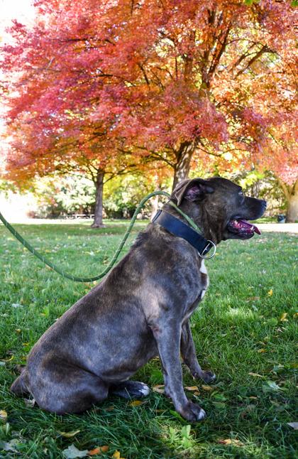 Enlarge Zeus, a Adoptable mixed breed in Yakima, WA image 2/3