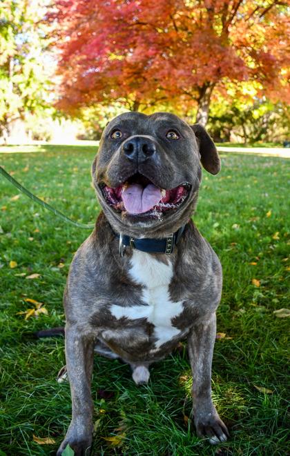 Enlarge Zeus, a Adoptable mixed breed in Yakima, WA image 3/3