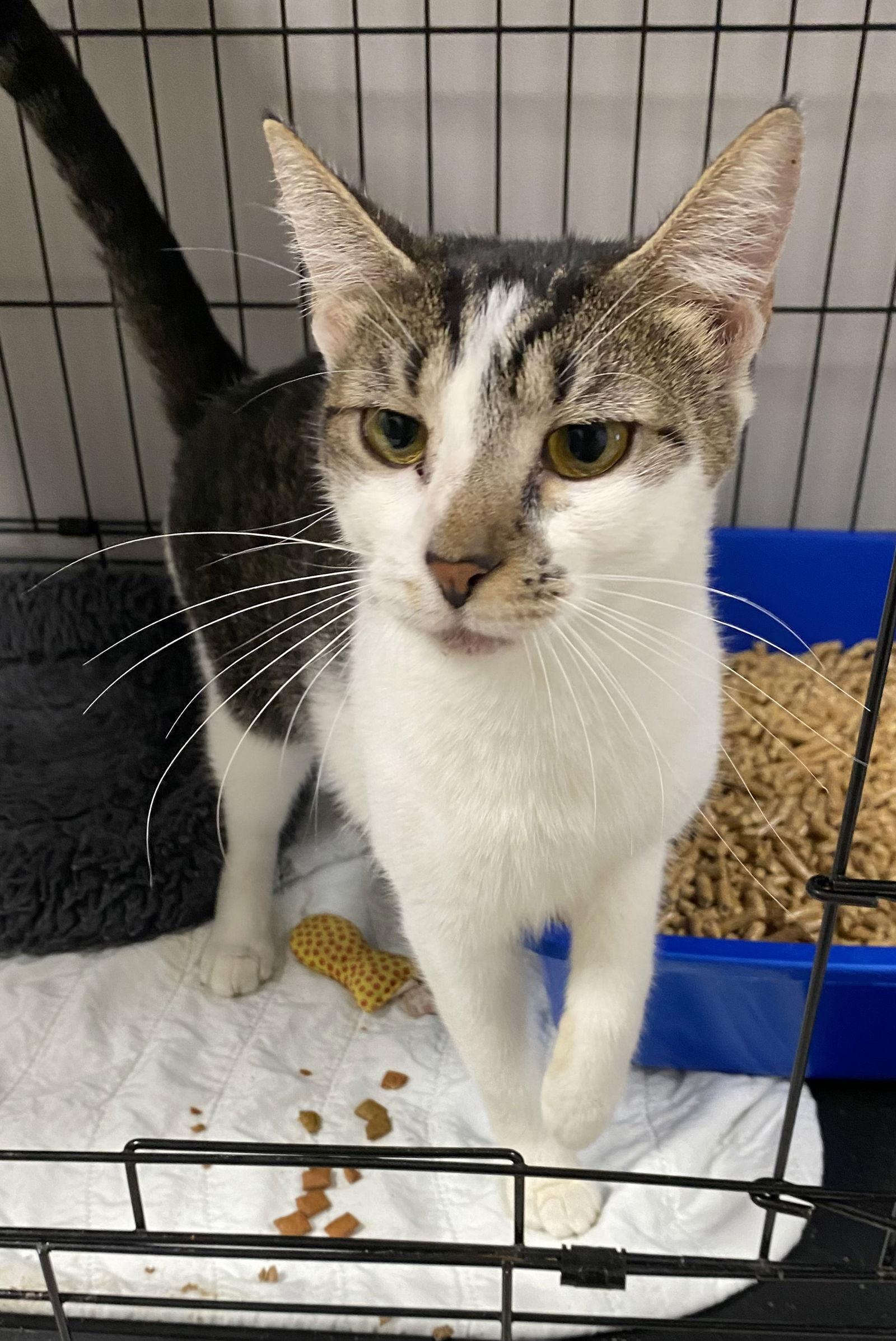 Splat — thumbnail 2