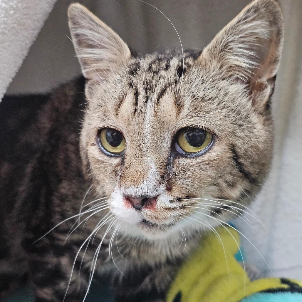 Spelunker, Adoptable, Senior Male Domestic Short Hair.