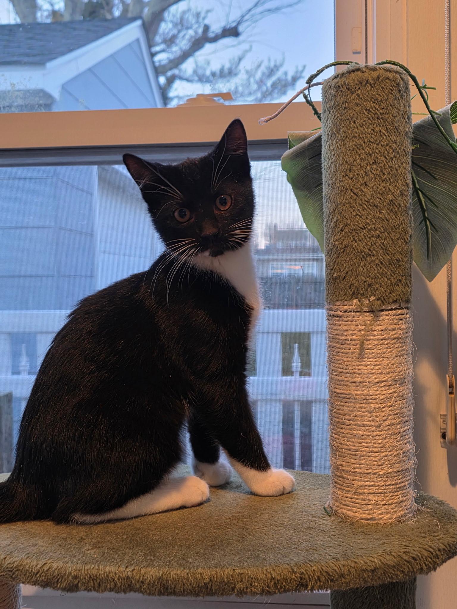 Twizzler, ADOPTABLE, Kitten Male Domestic Short Hair.