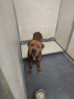 DI 88 King Louis, Adoptable, Adult Male Pit Bull Terrier & Mastiff.