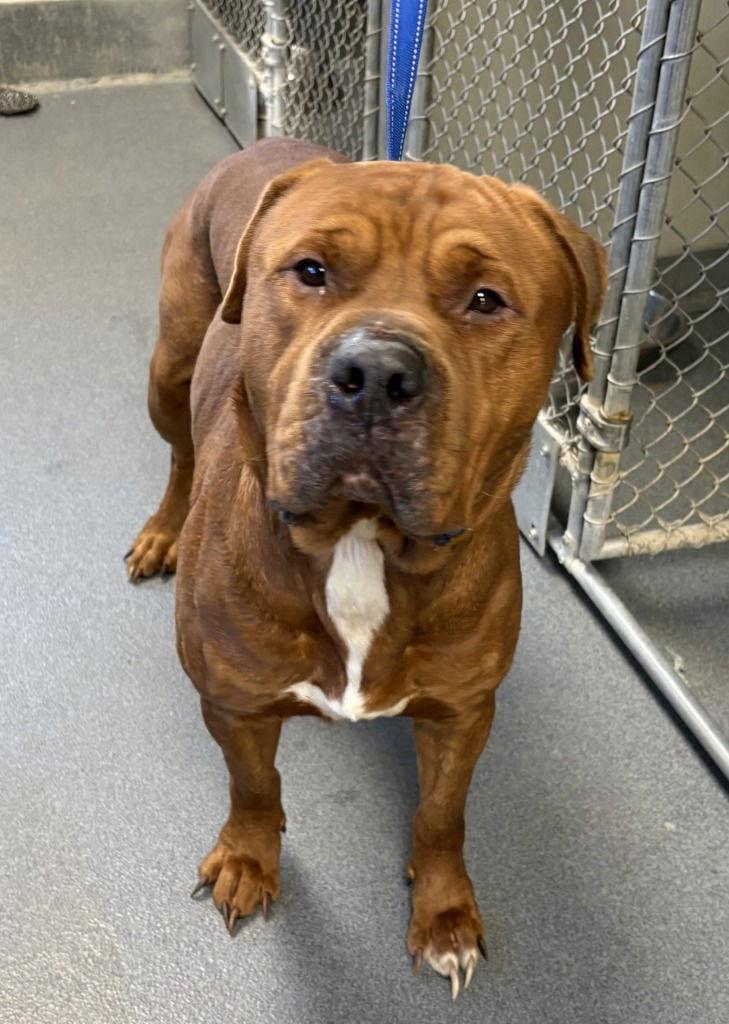 Di  King Louis thumbnail 2