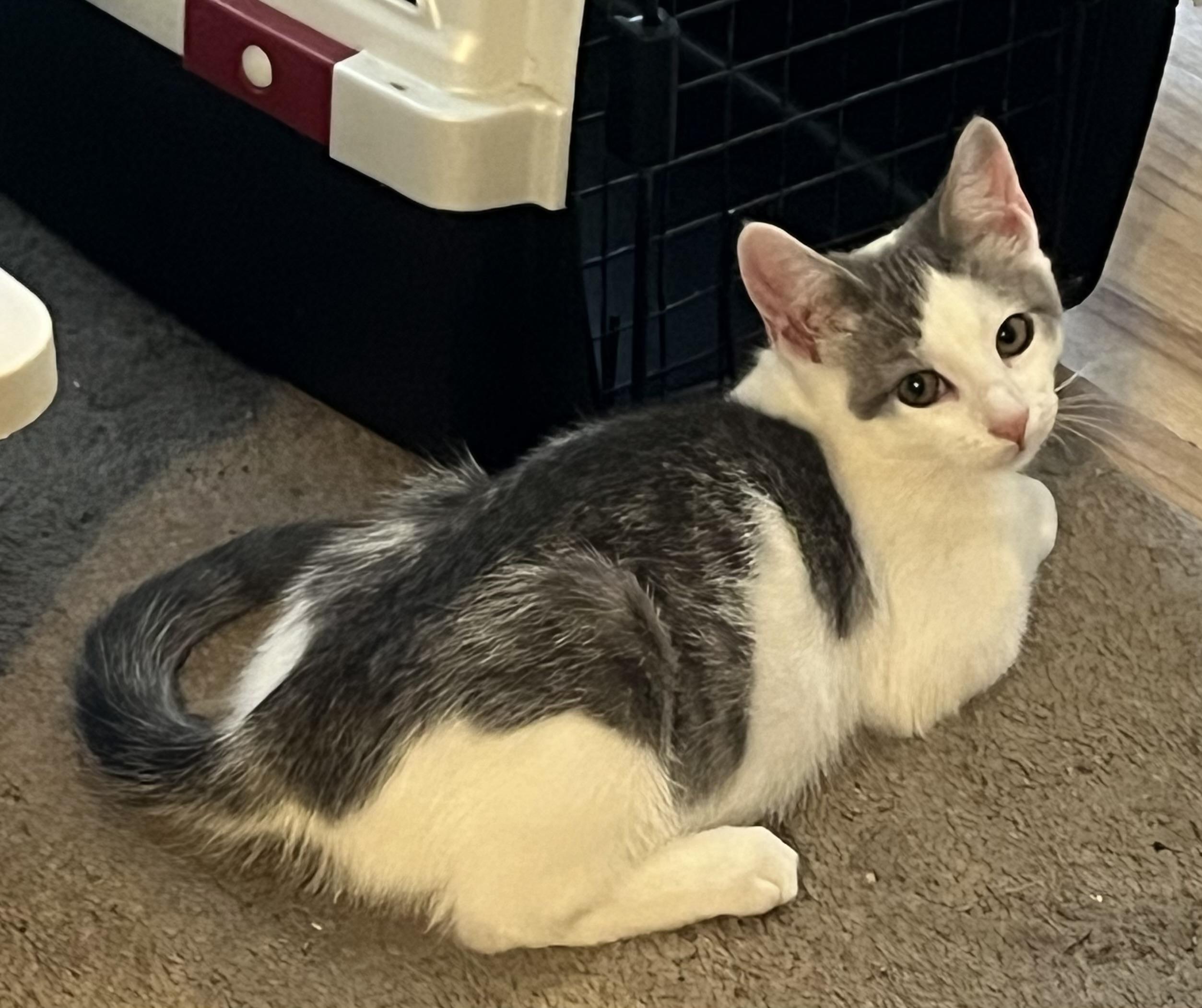 Ghost, ADOPTABLE, Kitten Male Domestic Short Hair.