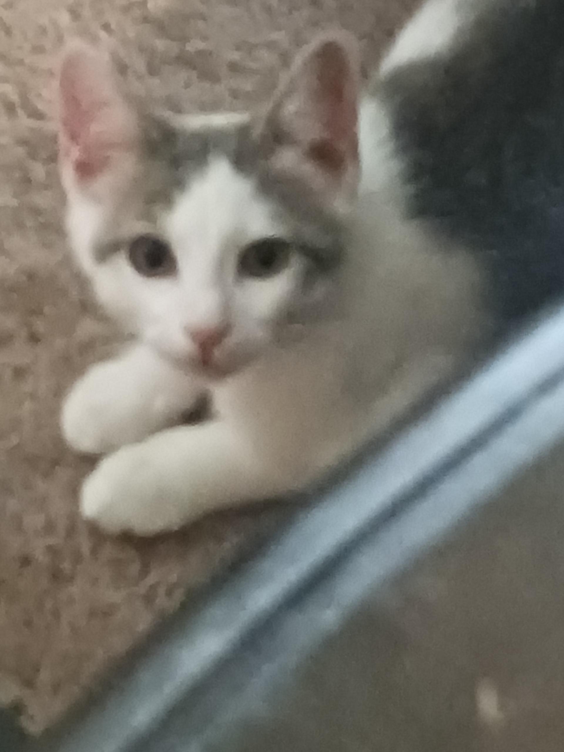 Ghost, a ADOPTABLE Domestic Short Hair in Indianapolis, IN image 2/2