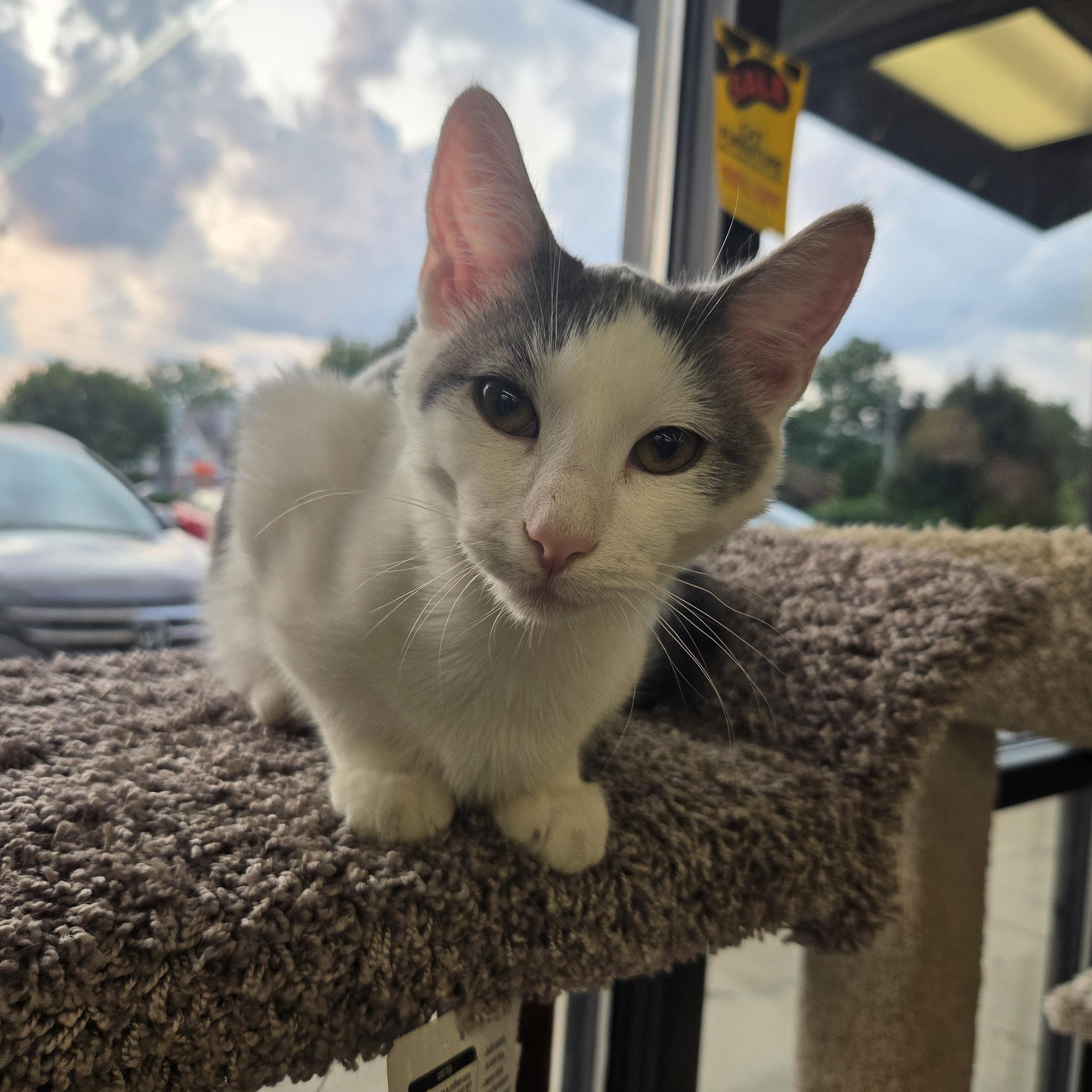 Ghost, an adopted Domestic Short Hair in Indianapolis, IN image 5/5
