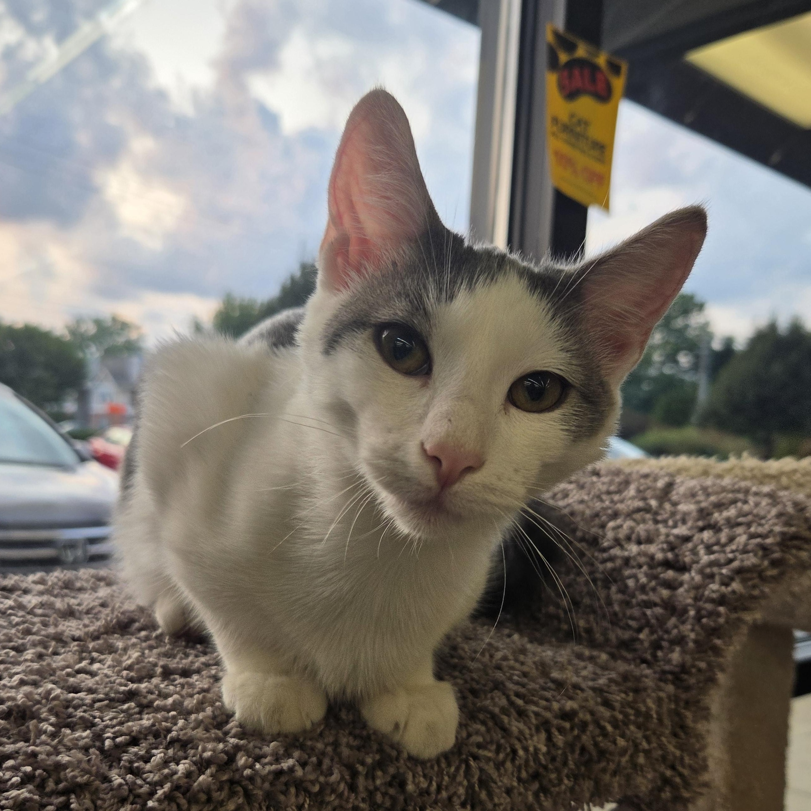 Ghost, ADOPTABLE, Kitten Male Domestic Short Hair.