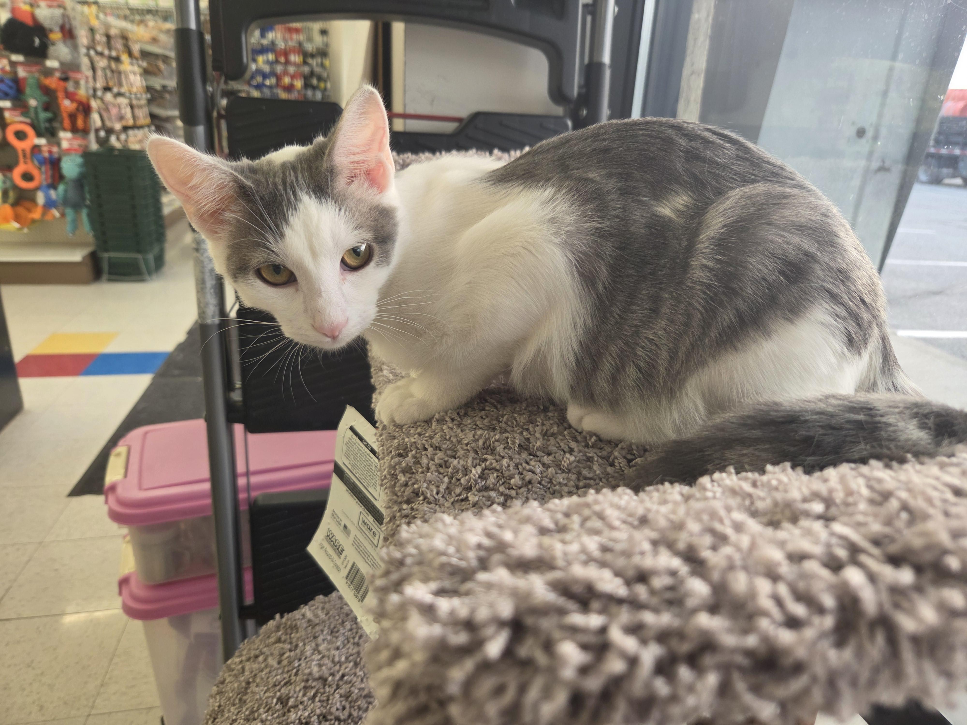 Ghost, an adopted Domestic Short Hair in Indianapolis, IN image 4/5